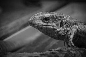 家事を効率化するための便利グッズは何ですか？