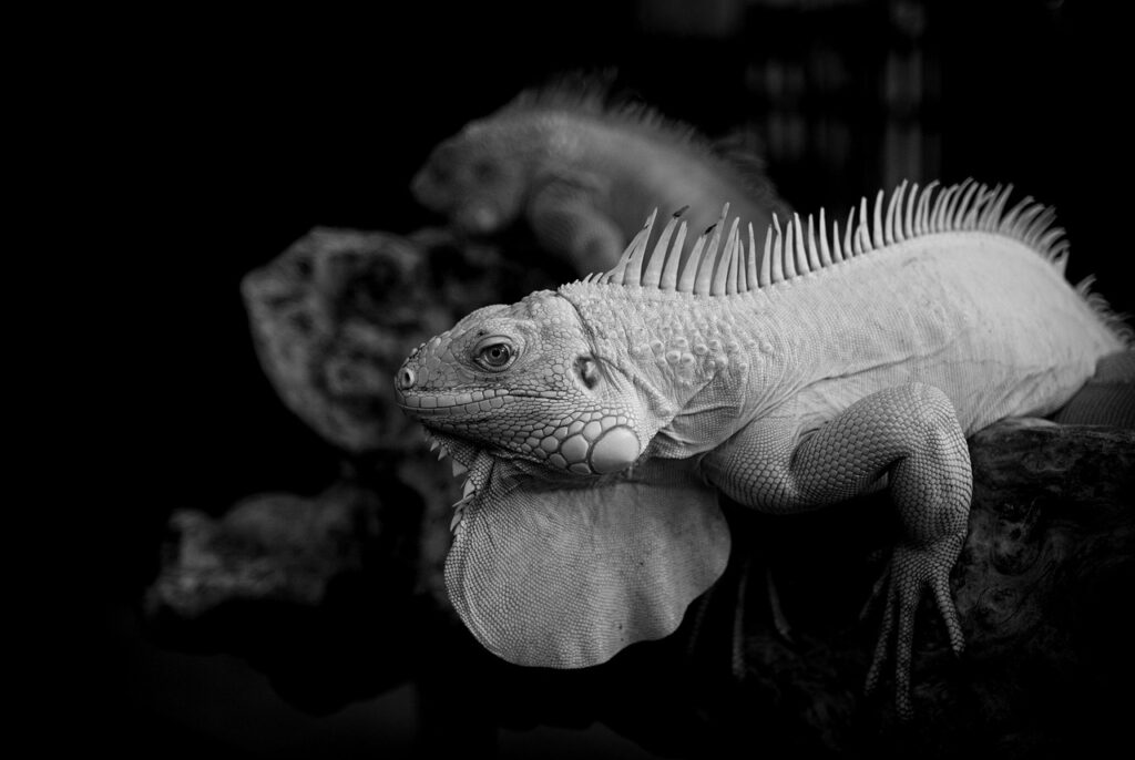 献立決めに役立つアプリやママ向けの時短グッズは？