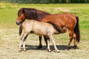 片付け育児を両立させるママの時短コツは？