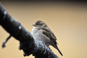 トイレ収納が小さい賃貸でママにおすすめの便利グッズは？