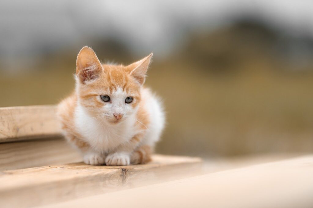 小さい子どもがいる家庭における危なくない家電の選び方は？